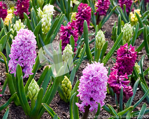 Image of Spring Flowers