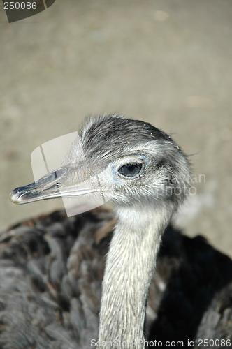 Image of Emu