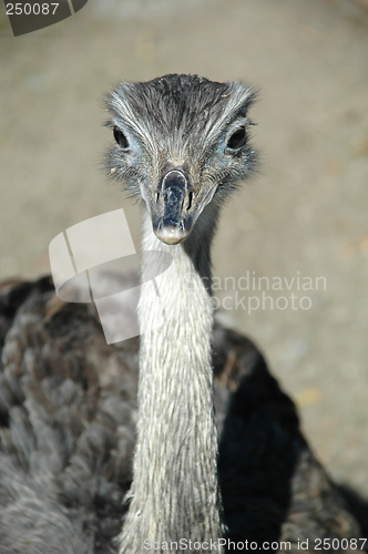 Image of Emu