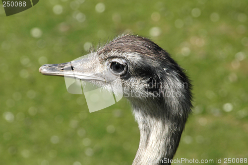 Image of Emu