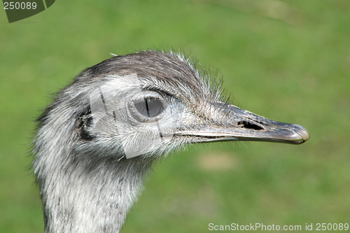 Image of Emu