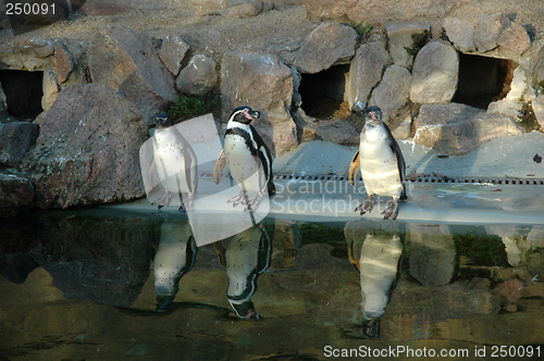 Image of Pinguins