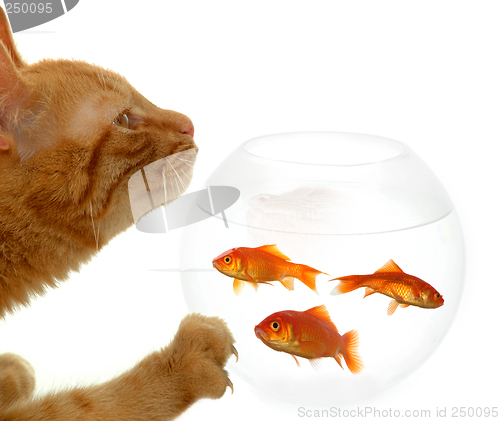 Image of Cat and fish