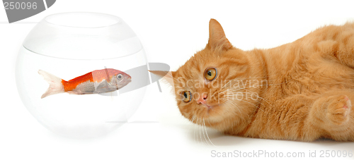 Image of Cat and fish