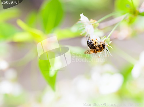Image of Honey bee enjoying blossoming cherry tree on a lovely spring day