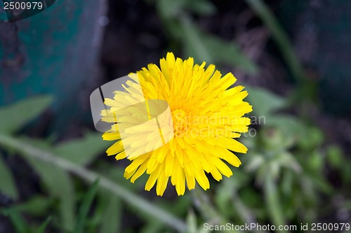 Image of Dandelion blooming in early spring macro photography