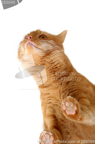 Image of cat