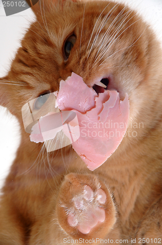 Image of Cat eating meat