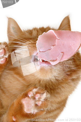 Image of cat eating