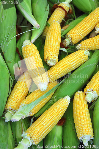 Image of ripe corn - food background