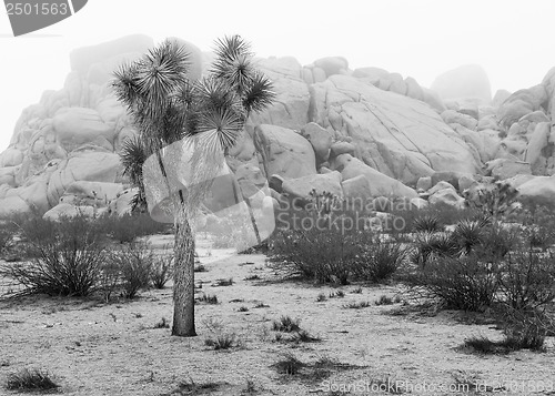 Image of Joshua Tree