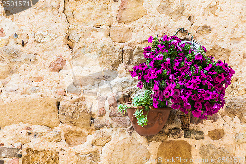 Image of Tuscan flowers