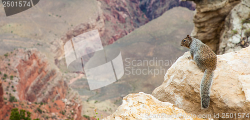 Image of Grand Canyon Squirrel