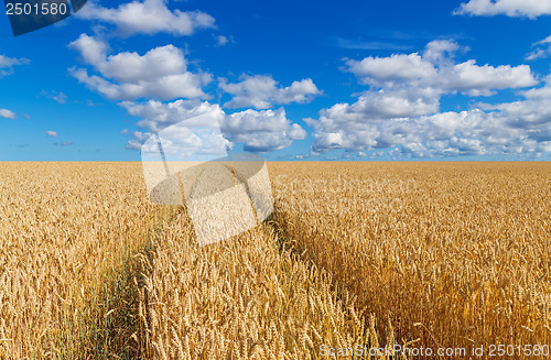 Image of Path in a golden wheat field