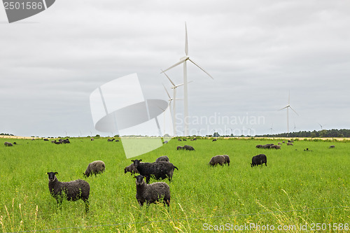 Image of Sheep on green pasture, with wind turbines in a distance