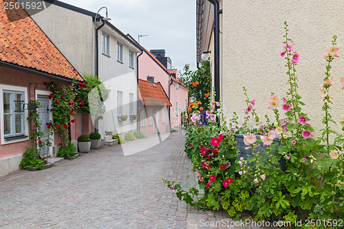 Image of Cozy street with blooming mallows and roses