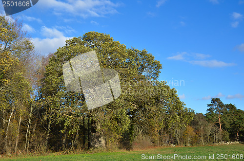 Image of Big Oak