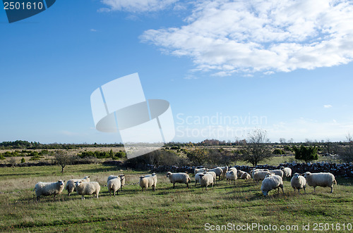 Image of Sheep herd