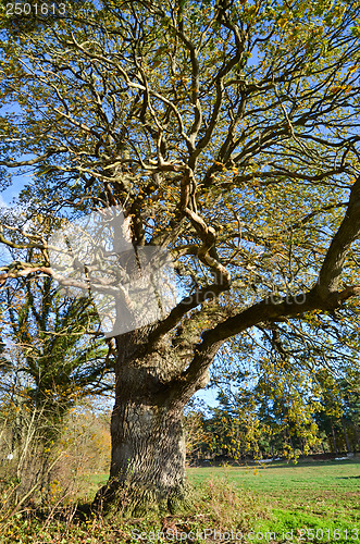 Image of Mighty Oak Tree