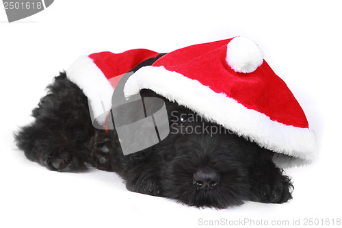 Image of Wiped Out Black Russian Terrier Puppy in Santa Suit