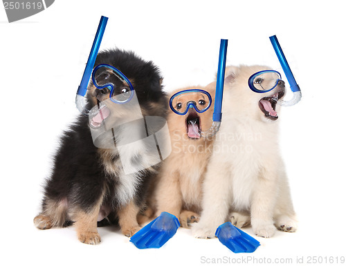 Image of Pomeranian Puppies Wearing Snorkeling Gear