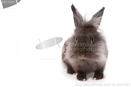 Image of One Bunny Rabbit on White Background