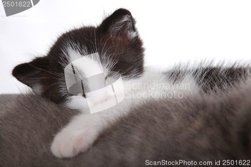Image of Sweet Kitten on White Background Looking Adorable