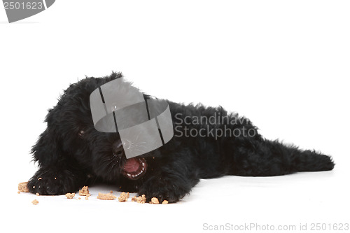 Image of Black Russian Terrier Puppy on a White Background 