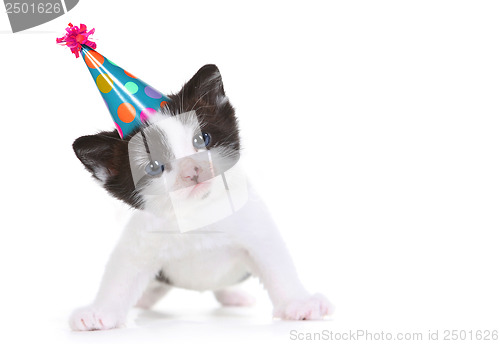 Image of Kitten Portrait in Studio on White Background
