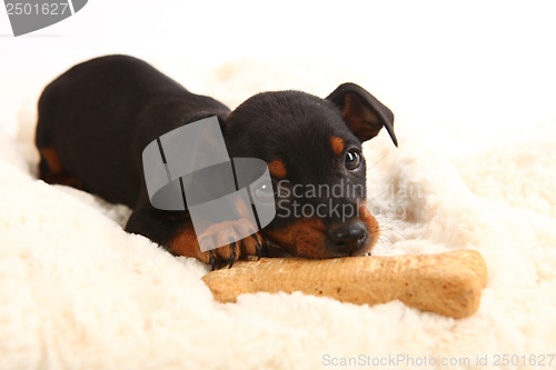 Image of Miniature Doberman Toy Pinsher Puppy Dog