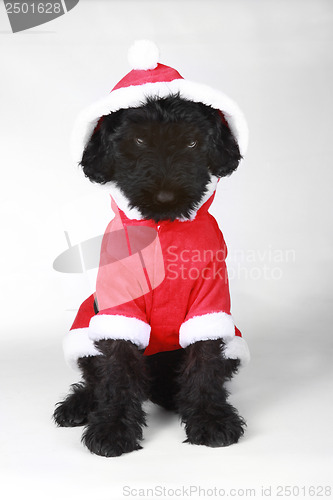 Image of Upset Black Russian Terrier Puppy in Santa Suit 