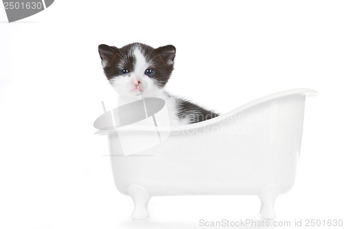 Image of Sweet Kitten on White Background Looking Adorable