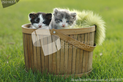 Image of Two Kittens in Basket Outdoors