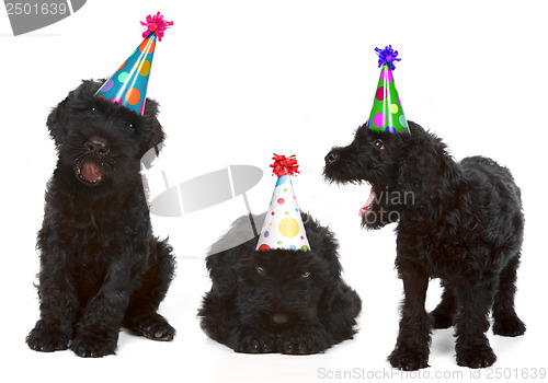 Image of Birthday Black Russian Terriers