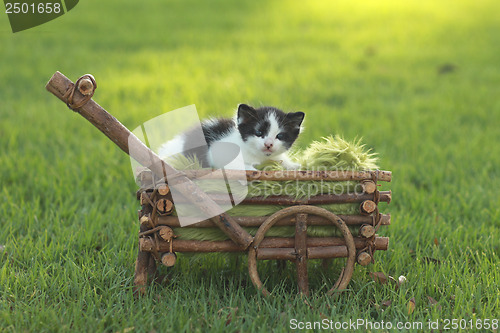 Image of Black and White Kitten in Basket Outdoors