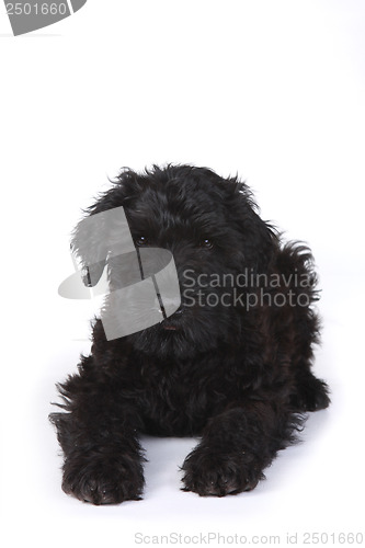 Image of Black Russian Terrier Puppy on a White Background 