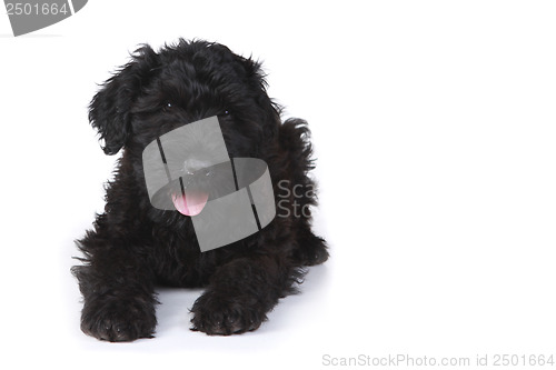 Image of Black Russian Terrier Puppy on a White Background 