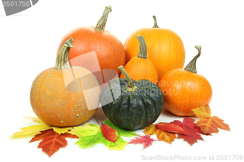 Image of Pumpkins isolated