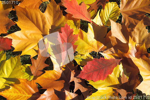 Image of Autumn leaves design