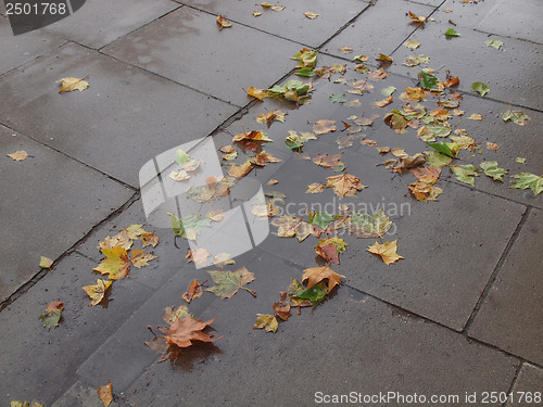 Image of Leaves on pavement
