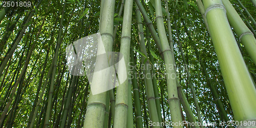 Image of Bamboo picture - panorama