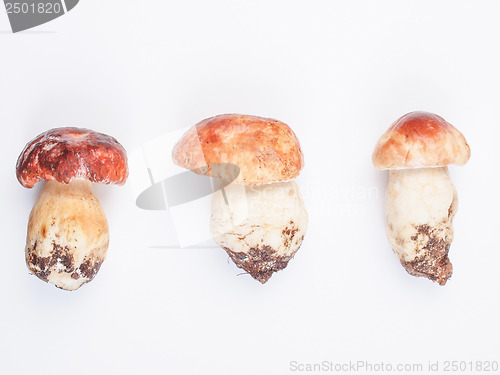 Image of Porcini Mushroom