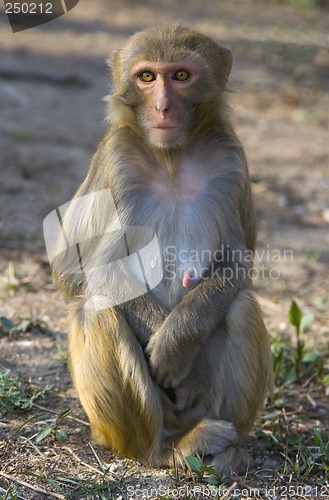 Image of Wild Monkey