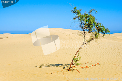 Image of Lonely tree in desert.