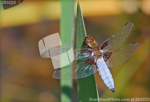 Image of Blue dragon