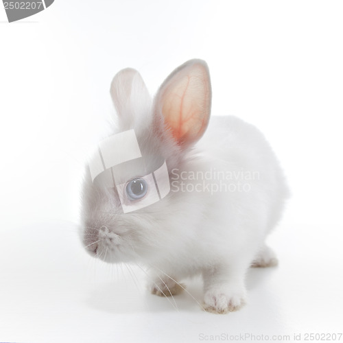 Image of White rabbit isolated on white background