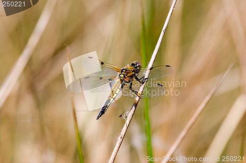 Image of Golden Dragon