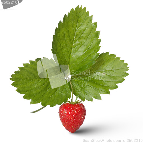 Image of Strawberry with leaves isolated on white