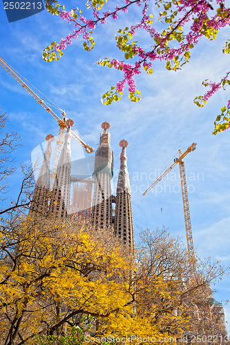 Image of Sagrada Familia with blooming sakura in Barcelona, Spain