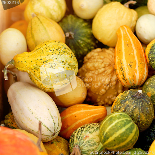 Image of pumpkins background